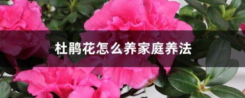 杜鹃花怎么养家庭养法，打蔫怎么挽救