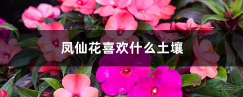 凤仙花喜欢什么土壤