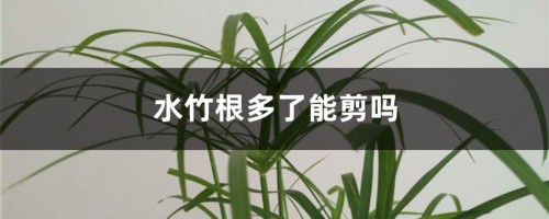 水竹根多了能剪吗