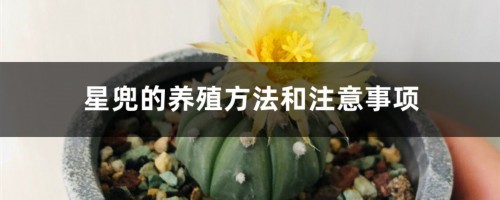 星兜的养殖方法和注意事项