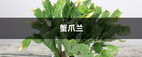 “蟹爪兰”这么养，叶子坚挺有力，花开不断