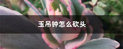 玉吊钟怎么砍头